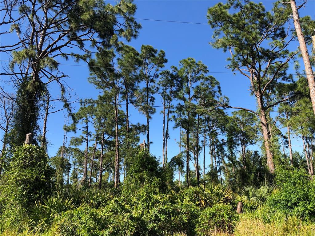 Tall pine trees rise above dense green undergrowth and palmetto bushes under a clear sky — DANDURAND AVENUE, NORTH PORT, FL