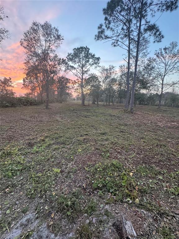 A cleared, grassy lot features scattered pine trees under a colorful sunset sky — 0 WEST FROSTPROOF ROAD, FROSTPROOF, FL
