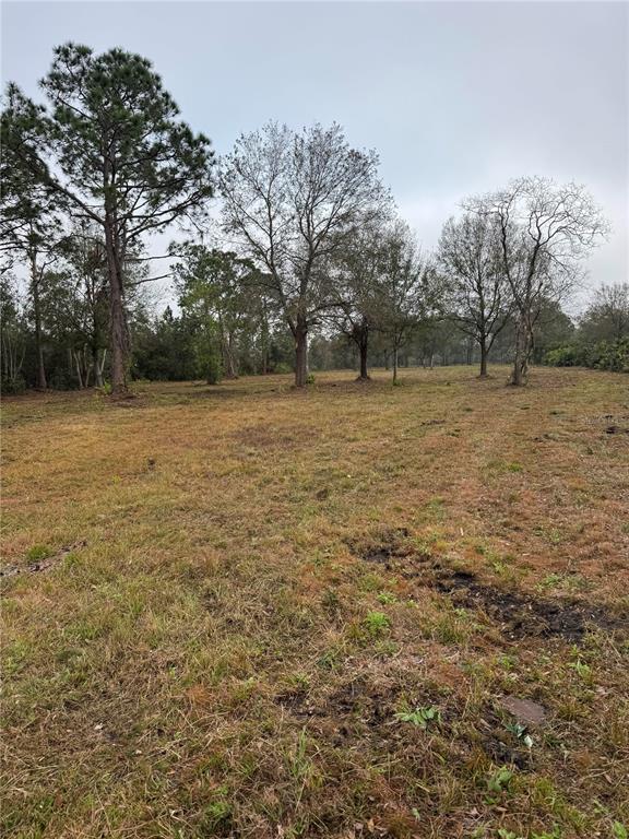 A grassy, open lot features scattered deciduous trees and a tall pine tree — 0 WEST FROSTPROOF ROAD, FROSTPROOF, FL