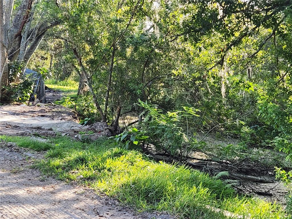A dirt path leads toward a dense, wooded area with lush green trees and foliage — 2608 20 MILE LEVEL ROAD, LAND O LAKES, FL