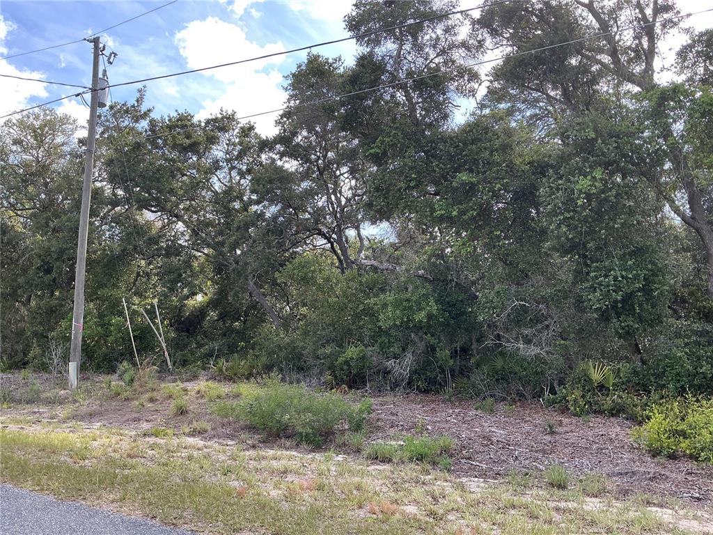 A wooded, undeveloped lot features a utility pole and dense vegetation along a paved road — OLIVE ROAD, OCALA, FL