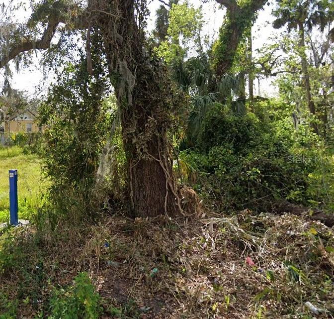 A large, mature tree with hanging moss stands in a wooded, overgrown residential lot — 00 DIVISION STREET, DAYTONA BEACH, FL