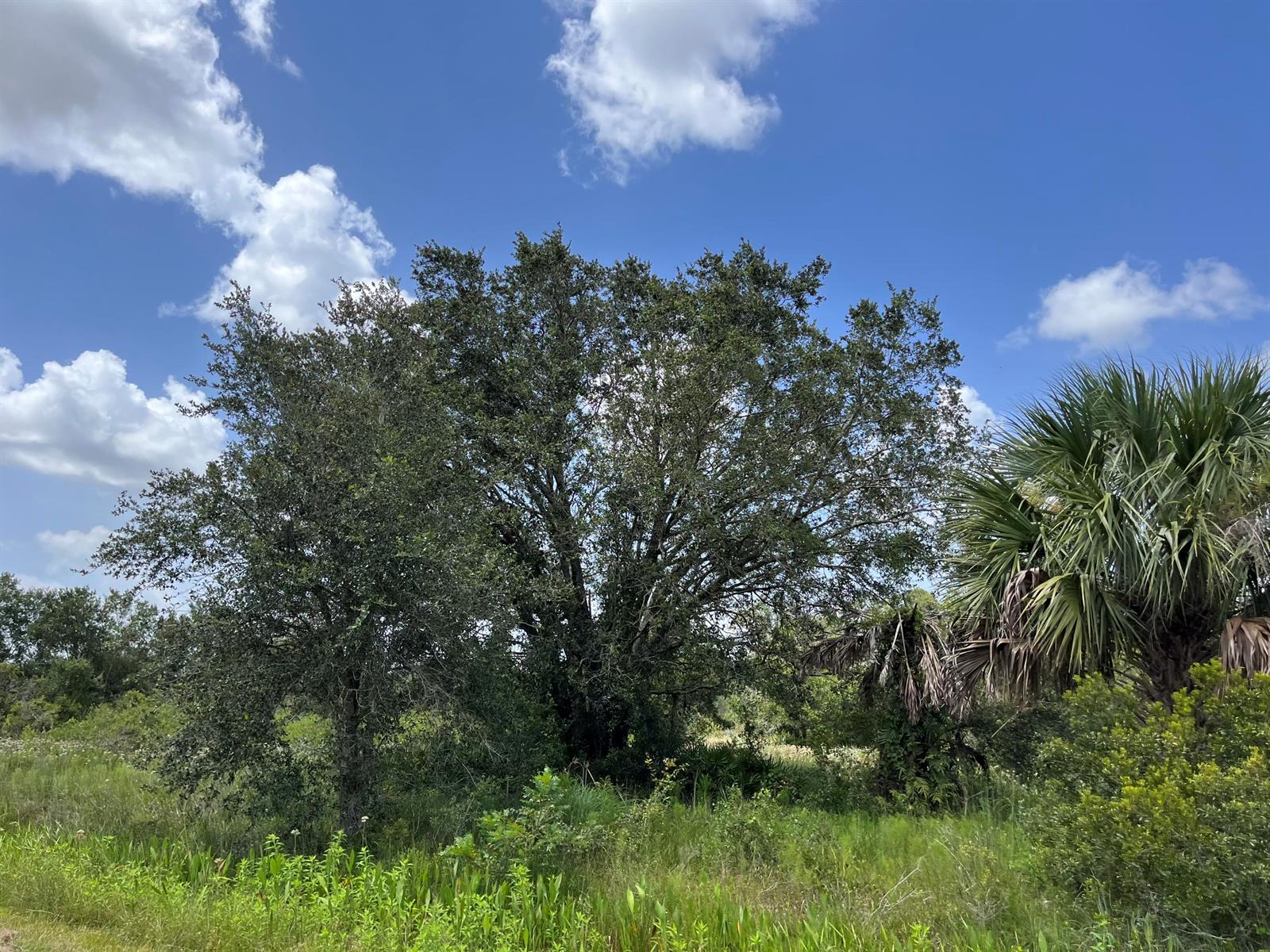 A large oak tree stands in a grassy field under a bright blue sky — 17915 NW 290th Street, Okeechobee FL 34972, OKEECHOBEE, FL