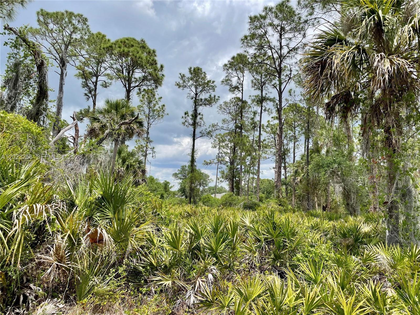 A dense, wooded lot features tall pine trees and thick saw palmetto undergrowth — PORT CHARLOTTE, FL
