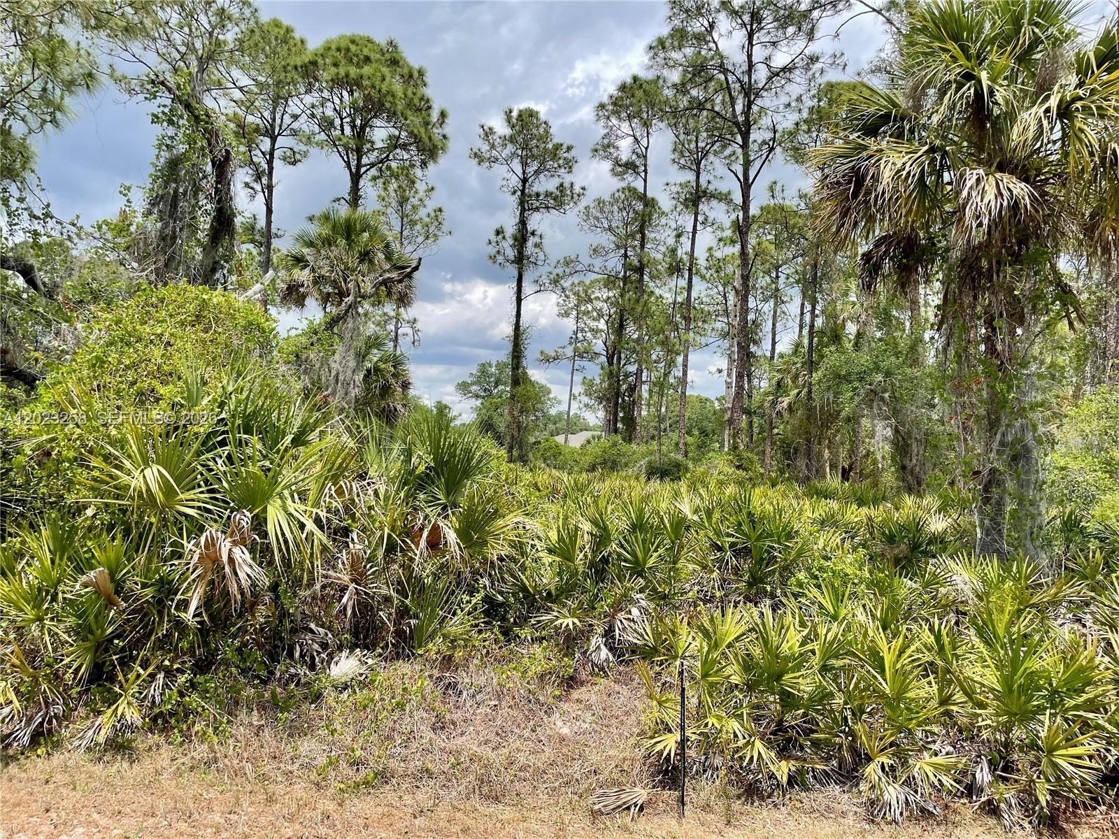 A dense, wooded lot features tall pine trees and thick palmetto bushes under a cloudy sky — PORT CHARLOTTE, FL