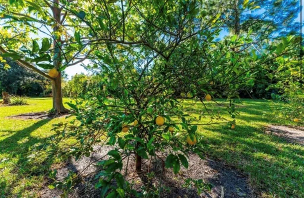 A small citrus tree with yellow fruit stands in a grassy yard — 25271 ROLAND LANE, PUNTA GORDA, FL