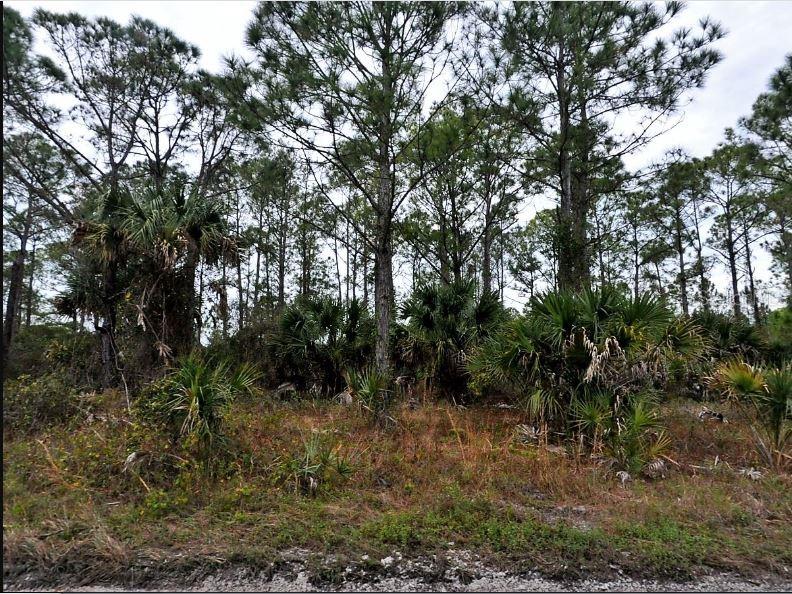 A wooded lot features tall pine trees and low-lying saw palmetto bushes — LANGLAIS DRIVE, NORTH PORT, FL