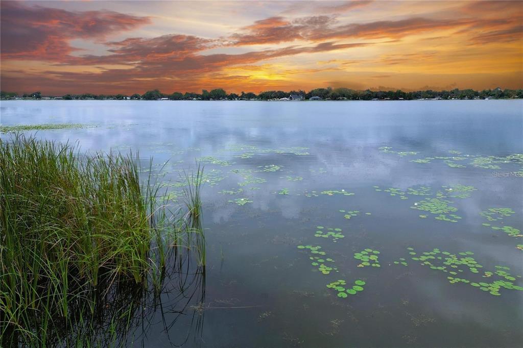 A view of a calm lake at sunset with lily pads and tall shoreline grasses — 31 SUNSET CIRCLE, LAKE ALFRED, FL
