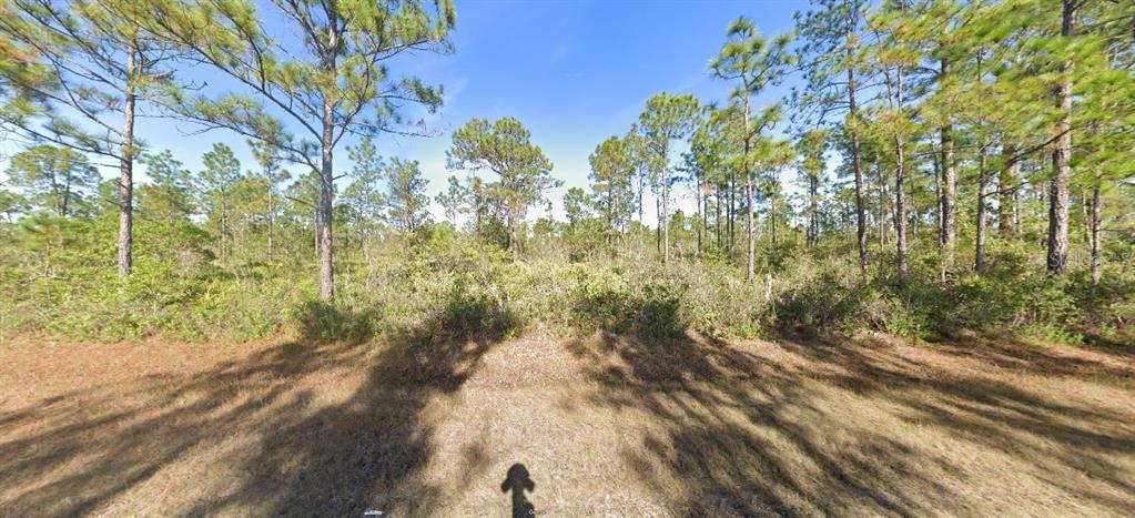 A view of a wooded, undeveloped lot with pine trees and low-lying scrub brush — 819 BELMONTE DRIVE, INDIAN LAKE ESTATES, FL