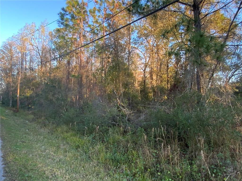 A wooded lot with tall pine trees and dense undergrowth borders a grassy roadside — 12842 MIDVALE AVENUE, NEW PORT RICHEY, FL