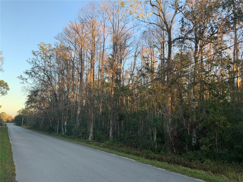 A paved road runs alongside a dense, wooded lot with tall, bare trees — 12842 MIDVALE AVENUE, NEW PORT RICHEY, FL