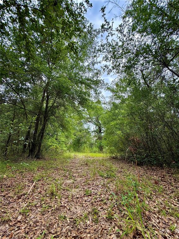 A dirt path leads through a wooded area with dense trees and fallen leaves — 12790 NE 78 TERRACE, BRONSON, FL