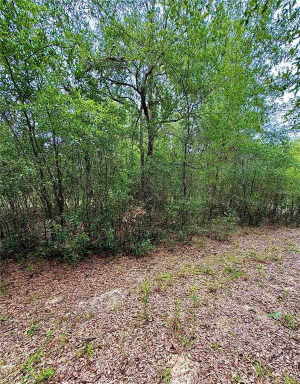 A dense wooded area with a leaf-covered ground in a natural outdoor setting — 12790 NE 78 TERRACE, BRONSON, FL
