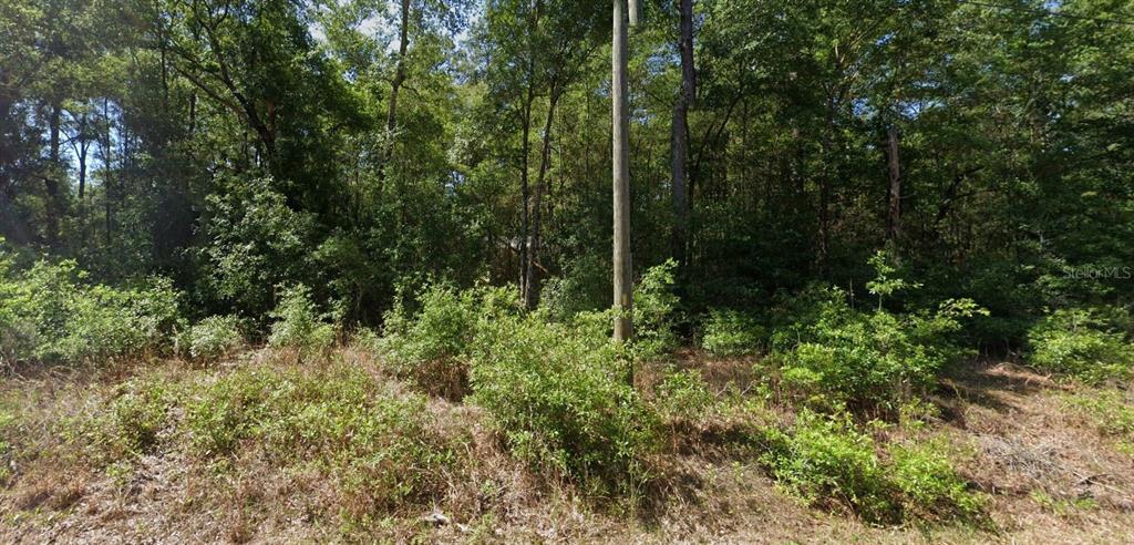 A wooden utility pole stands in front of a dense, wooded lot with overgrown vegetation — 00 SW STARLING DRIVE, DUNNELLON, FL