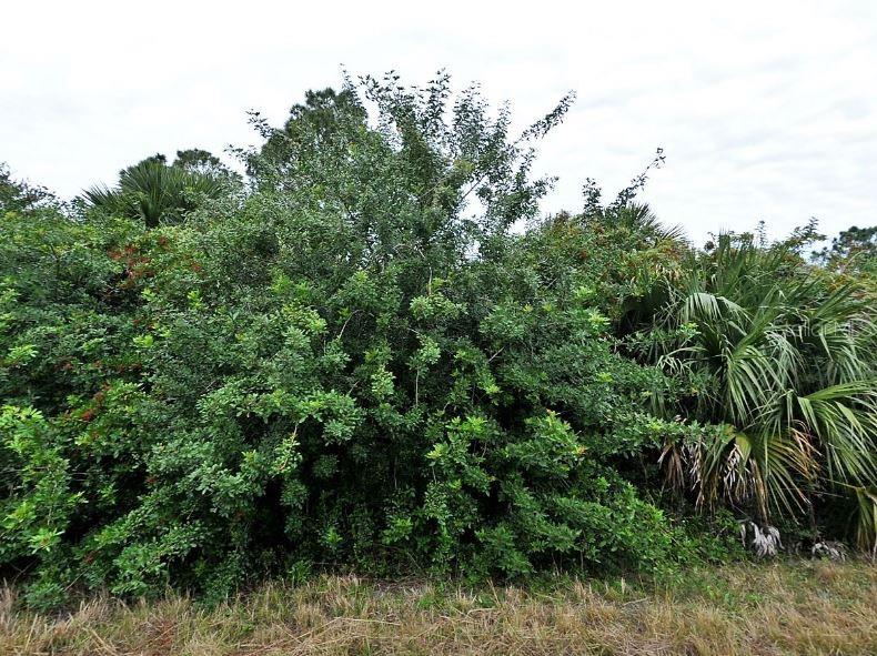 A dense thicket of green shrubs and palm trees grows along a grassy field — CERIMAN ROAD, NORTH PORT, FL