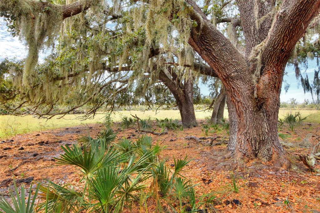 Large oak trees draped in Spanish moss stand over a grassy field with palmetto plants — 0 CARLTON LAKE ROAD, WIMAUMA, FL