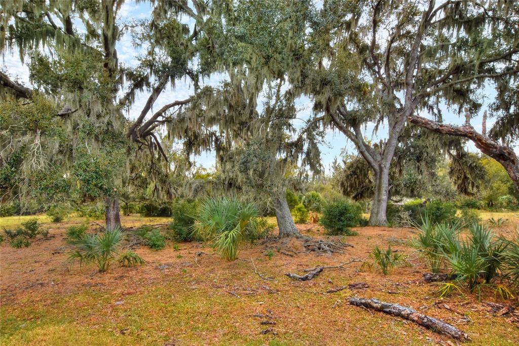 A wooded lot features large oak trees draped in Spanish moss and scattered palmetto plants — 0 CARLTON LAKE ROAD, WIMAUMA, FL