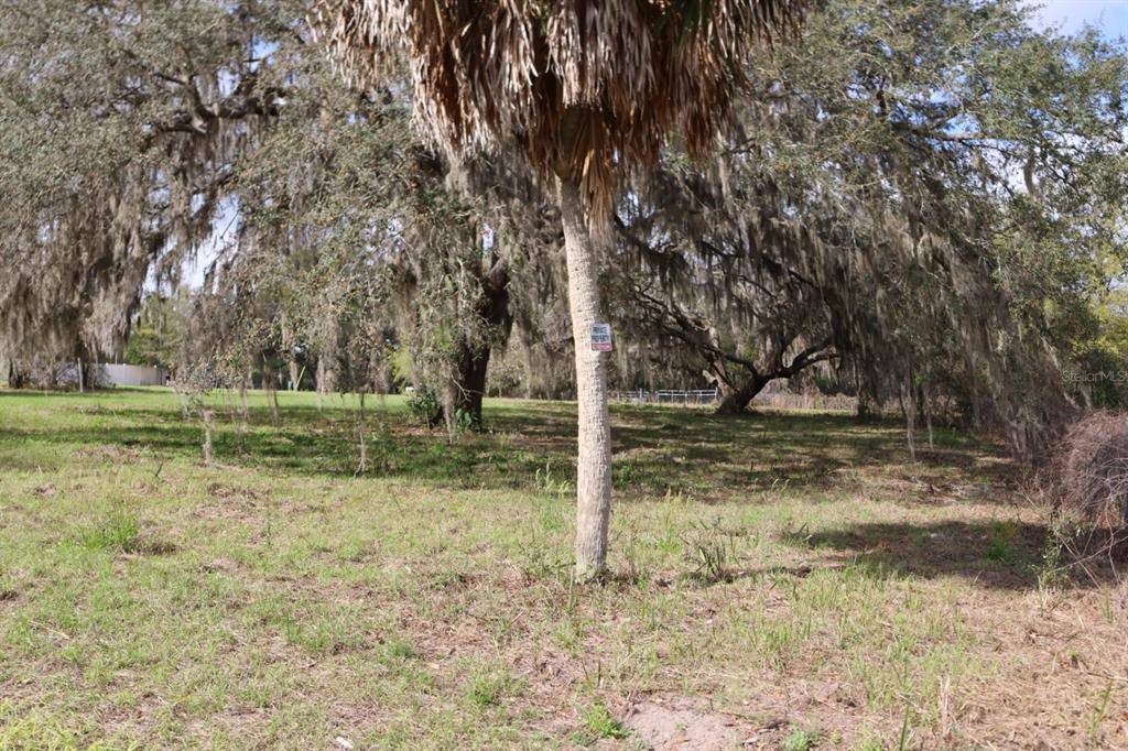 A grassy, partially shaded lot features a tall palm tree and large, moss-covered oak trees — 11234 SE 121ST LANE ROAD, BELLEVIEW, FL