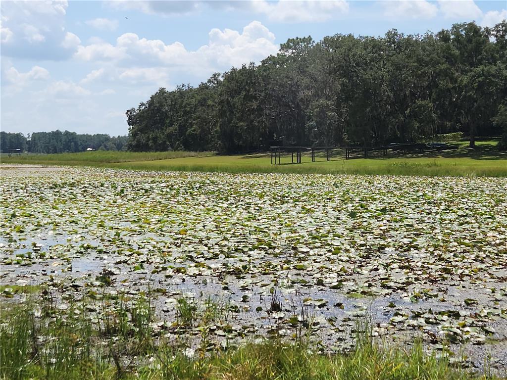 A pond covered in lily pads sits in front of a grassy lawn and trees — Lot 53 SW SHOREWOOD DRIVE, DUNNELLON, FL