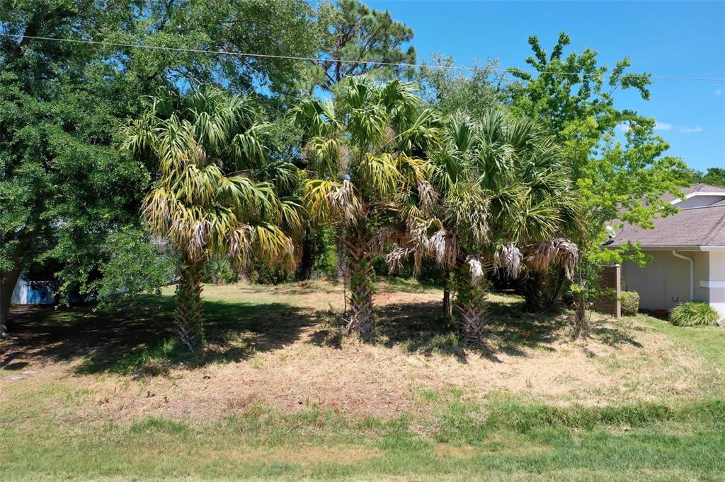 Three palm trees stand on a grassy lot next to a residential house — 6 CORONA COURT, PALM COAST, FL