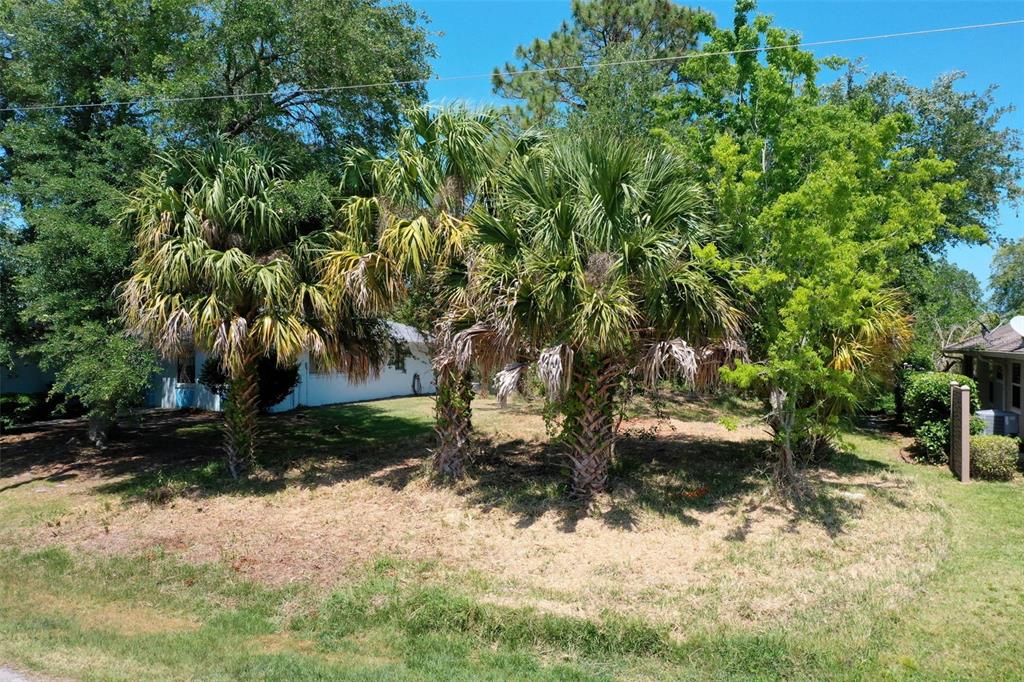 A grassy yard features three palm trees and a white house in the background — 6 CORONA COURT, PALM COAST, FL