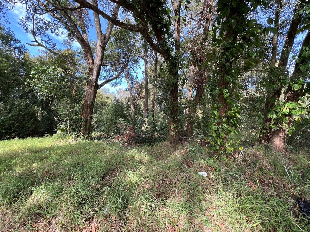A grassy, sunlit clearing leads to a dense cluster of mature trees and thick vegetation — 875 OCOEE APOPKA ROAD, APOPKA, FL