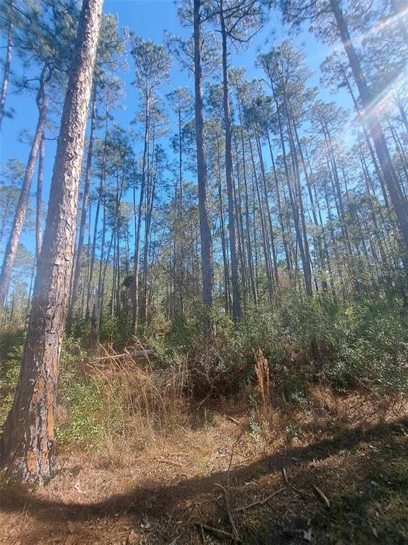 A wooded lot featuring tall pine trees and low-lying brush under a clear blue sky — 5146 LIME AVENUE, BUNNELL, FL