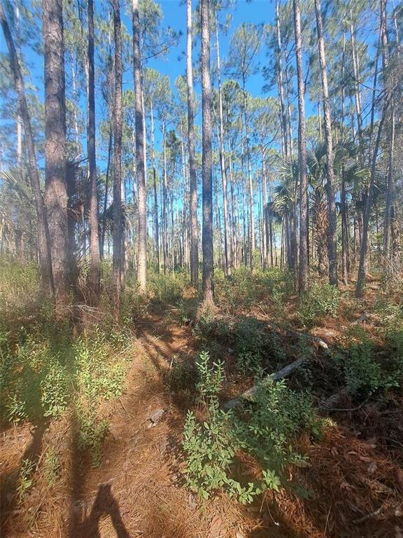 A wooded lot features tall pine trees, low-lying shrubs, and a ground covered in needles — 5146 LIME AVENUE, BUNNELL, FL