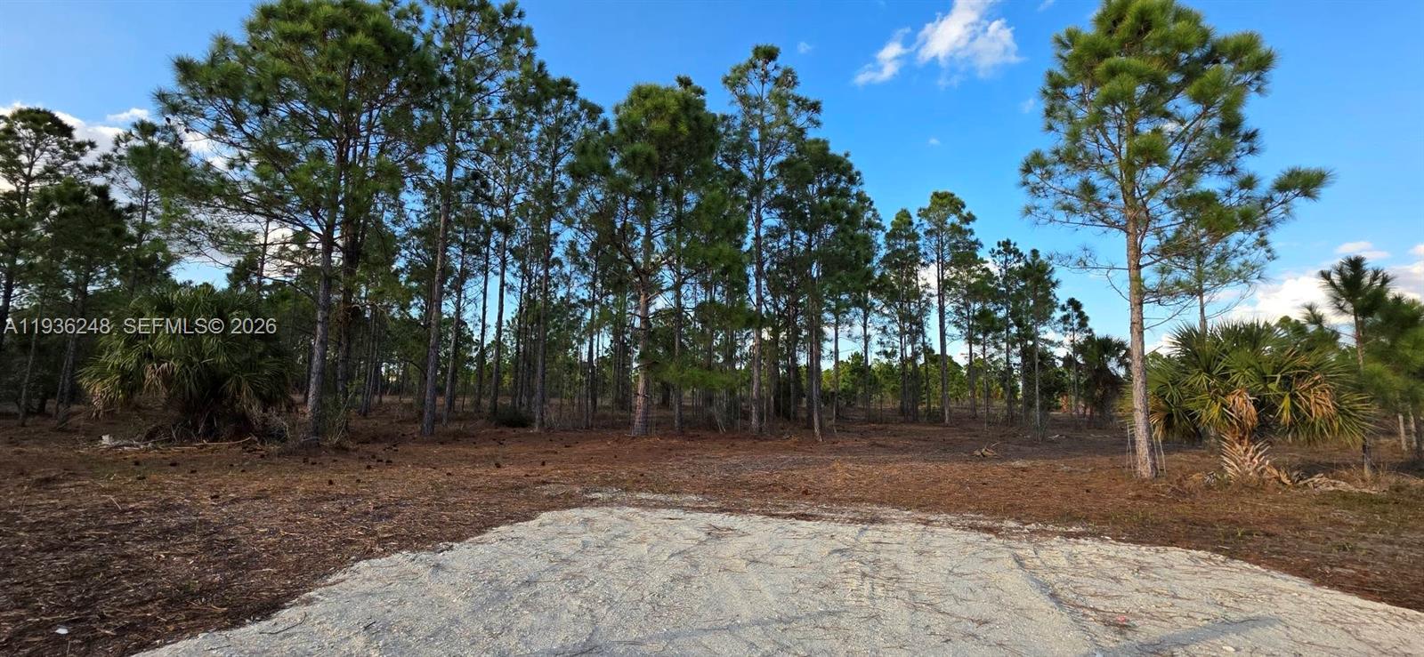A gravel driveway leads to a wooded lot with tall pine trees and palmettos — 17923 NW 298 st, Okeechobee FL 34972, OKEECHOBEE, FL