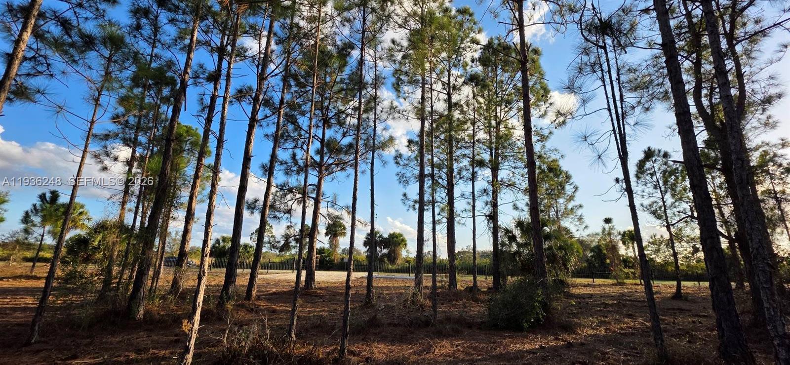 A wooded lot with tall pine trees and a fence in the background — 17923 NW 298 st, Okeechobee FL 34972, OKEECHOBEE, FL