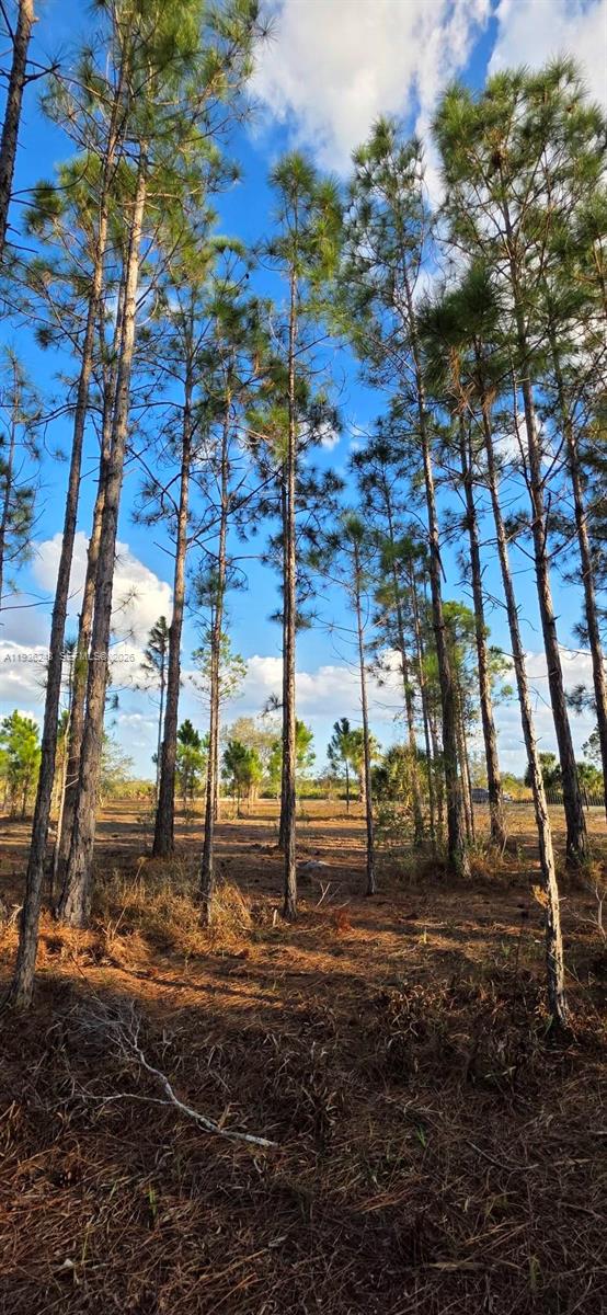 A wooded lot with tall pine trees under a blue sky with scattered clouds — 17923 NW 298 st, Okeechobee FL 34972, OKEECHOBEE, FL