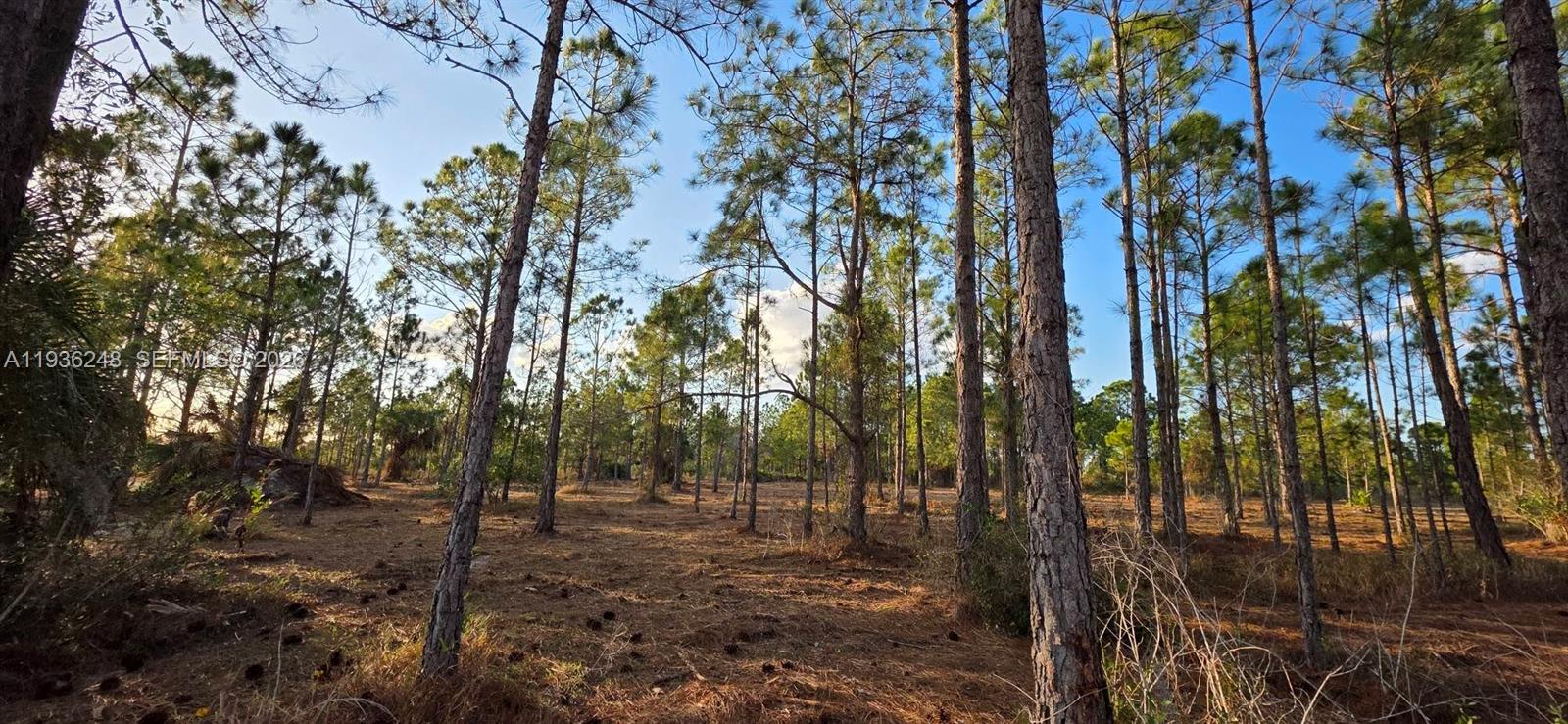 A view of a wooded lot with tall pine trees and dry ground cover — 17923 NW 298 st, Okeechobee FL 34972, OKEECHOBEE, FL