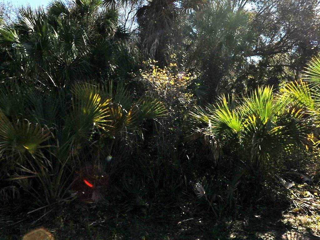 A dense thicket of Florida palm trees and native vegetation under bright sunlight — LAKEPORT STREET, NORTH PORT, FL