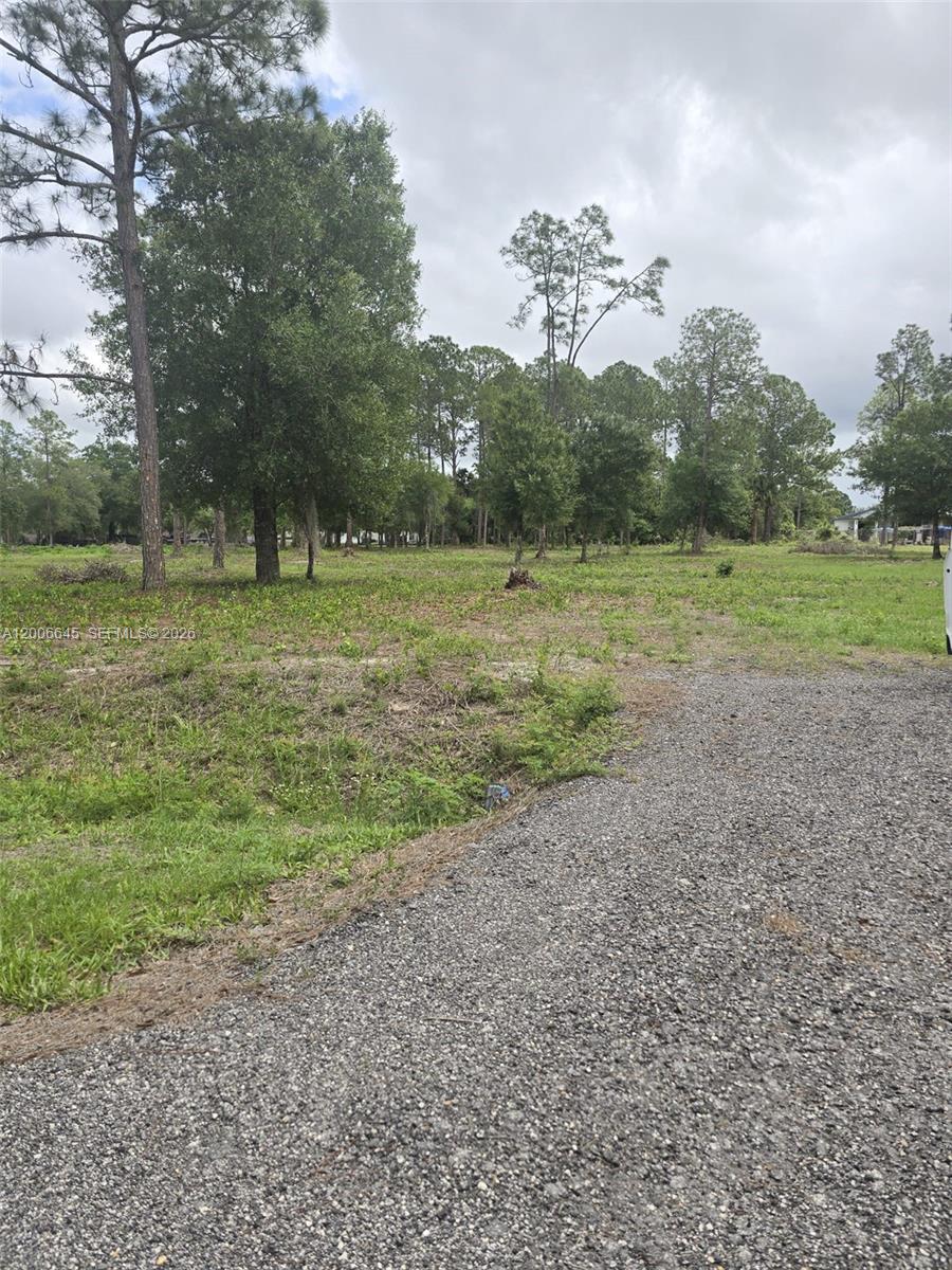 A gravel driveway leads to a large, grassy, partially wooded vacant lot — 165 S Olivo St, Clewiston FL 33440, CLEWISTON, FL