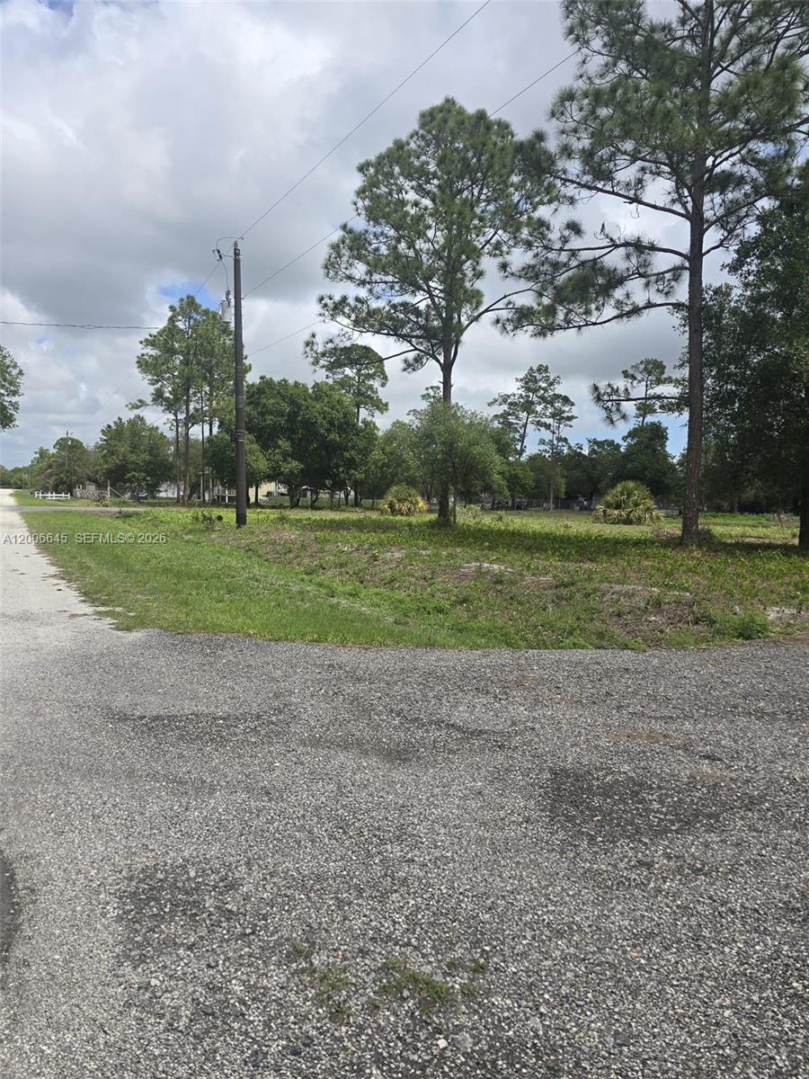 A gravel road leads to a vacant, grassy lot with several tall pine trees — 165 S Olivo St, Clewiston FL 33440, CLEWISTON, FL