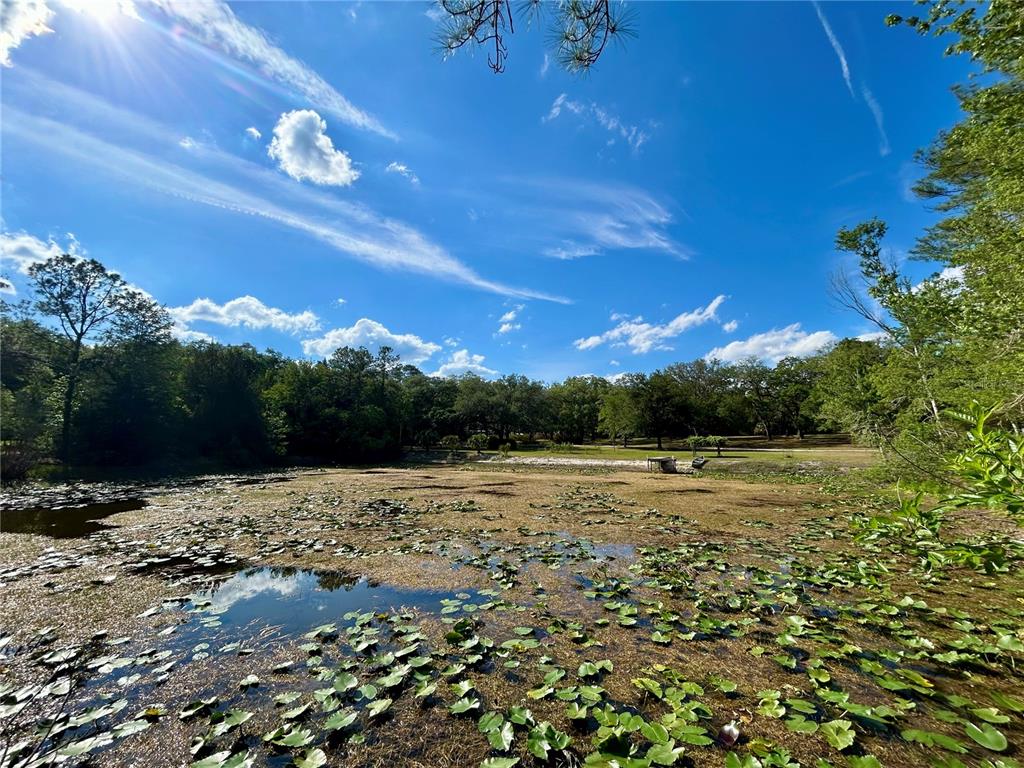 A pond covered in lily pads sits in front of a wooded area under a sky — 4819 NE 211TH DRIVE, EARLETON, FL