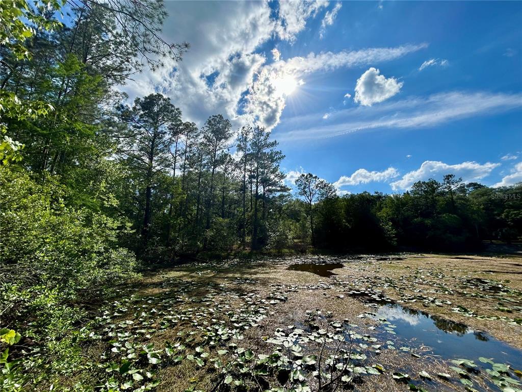 A pond filled with lily pads sits in front of a dense forest under sunlight — 4819 NE 211TH DRIVE, EARLETON, FL