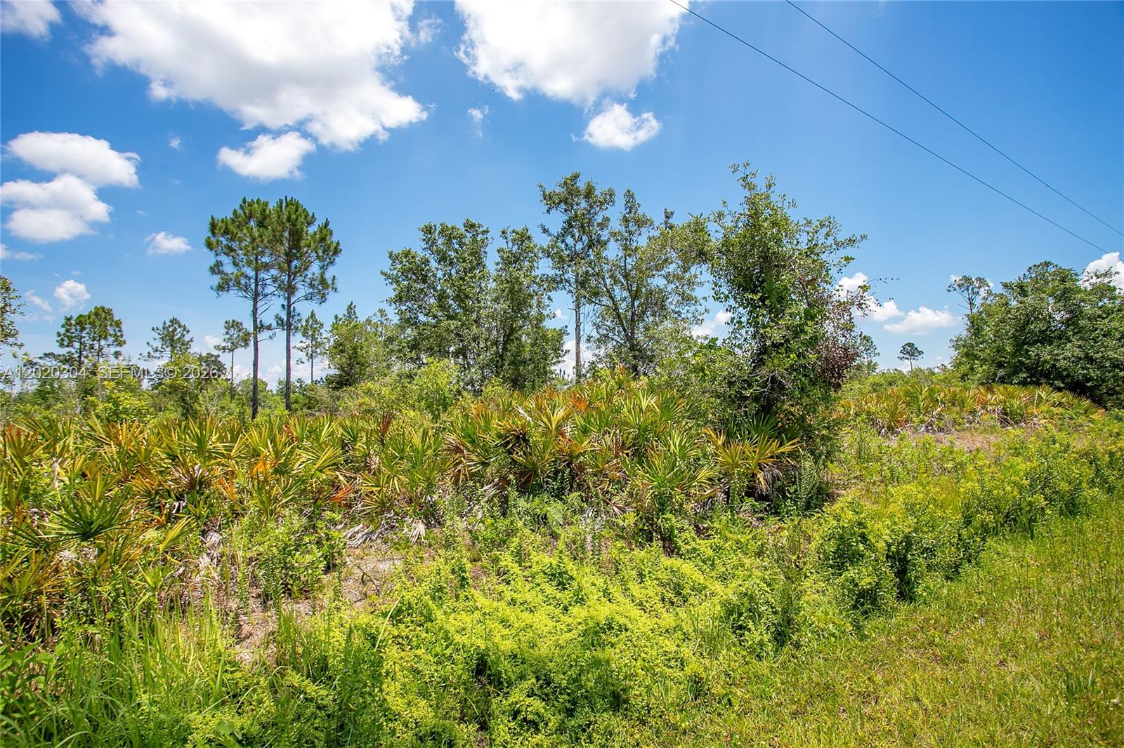 A view of a grassy, undeveloped lot with scattered trees and palmetto bushes under a sky — 4000 Gerona, Sebring FL 33872, SEBRING, FL
