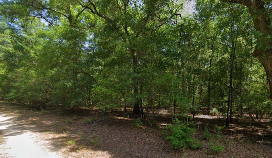 A dirt path runs alongside a dense, wooded area with many mature green trees — NE WILLOW BEND TERRACE, LEE, FL