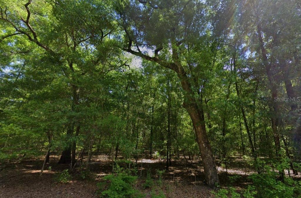 A dense, wooded area with mature trees and dappled sunlight filtering through the canopy — NE WILLOW BEND TERRACE, LEE, FL