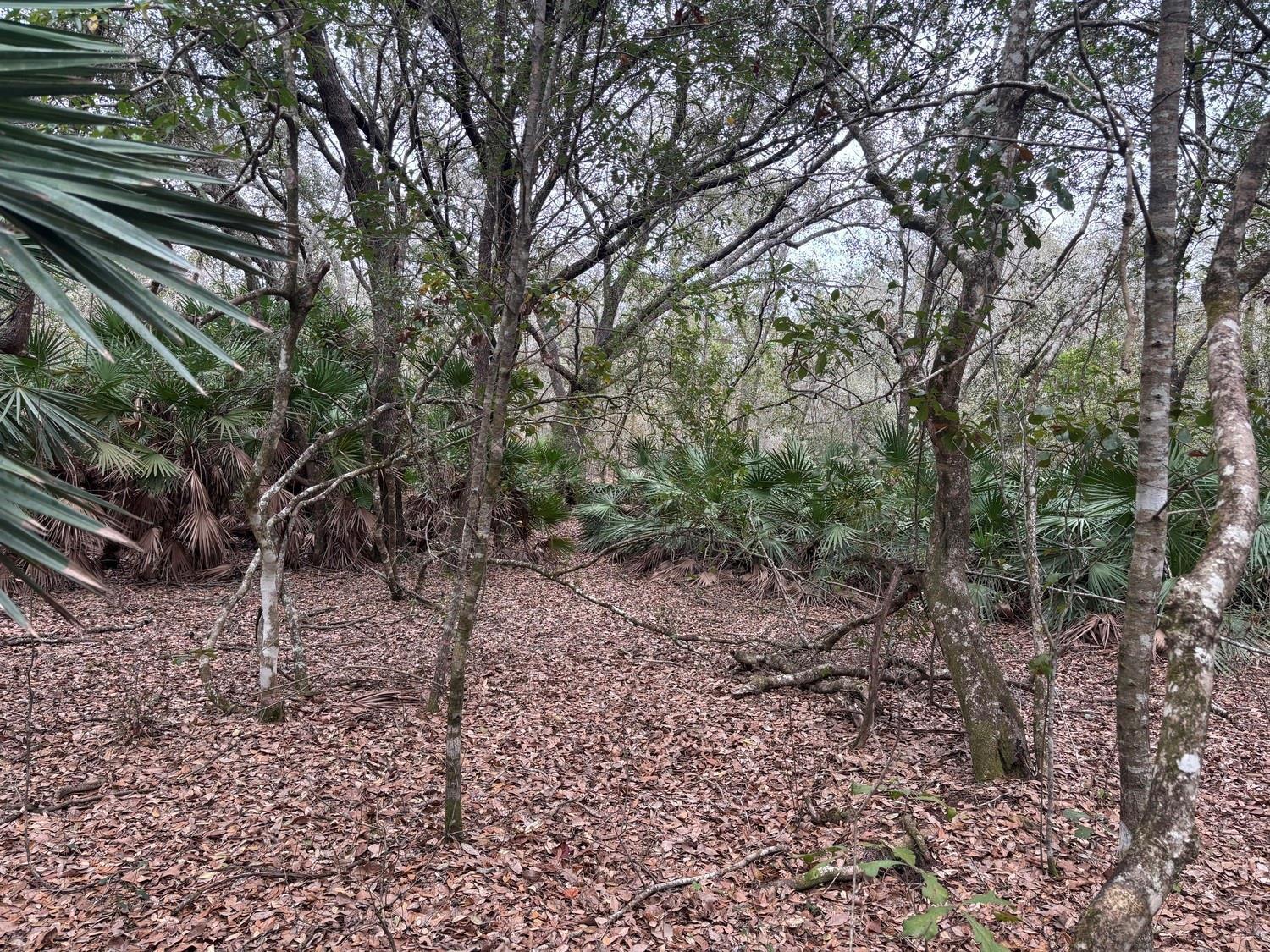 A wooded area with a leaf-covered ground, various trees, and dense saw palmetto bushes — 0 Old Grade Road, FL 33868, FL
