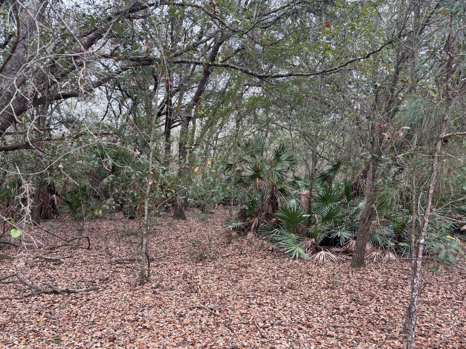 A wooded area with a dense canopy of trees and low-growing palmetto plants — 0 Old Grade Road, FL 33868, FL