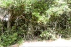 A dense thicket of trees and shrubs grows along the edge of a sandy path — 12325 & 12303 STAGG ROAD, WINTER GARDEN, FL