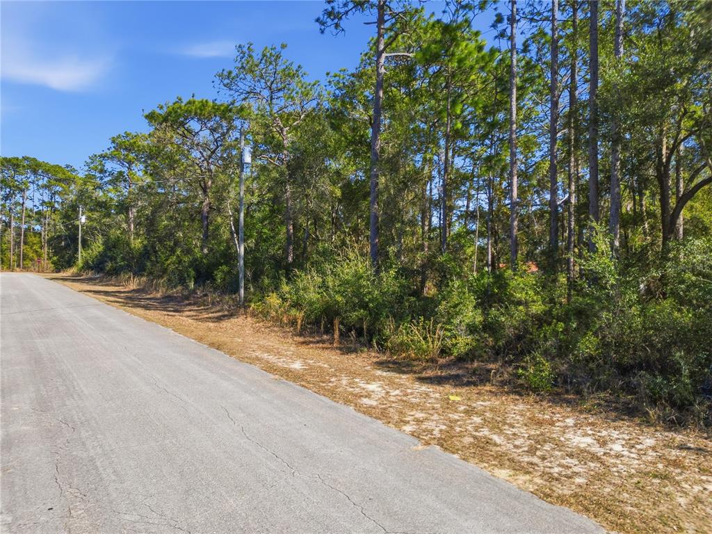 A paved road runs alongside a wooded lot with tall pine trees and dense vegetation — 2780 W ELGIN PLACE, CITRUS SPRINGS, FL