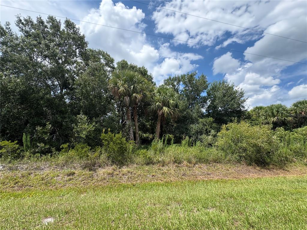 A grassy foreground leads to a dense area of trees and palms under a cloudy sky — 19575 NW 266TH STREET, OKEECHOBEE, FL