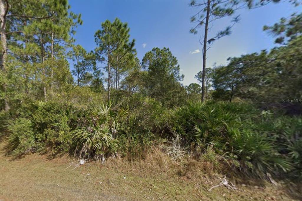 A wooded lot with dense vegetation and tall pine trees under a clear blue sky — 29 ULMACEAL PATH, PALM COAST, FL