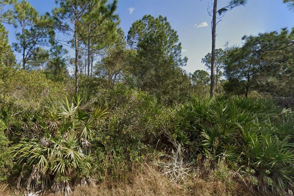 A dense, wooded lot features tall pine trees and thick undergrowth of palmetto bushes — 29 ULMACEAL PATH, PALM COAST, FL