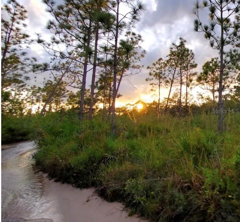 A sandy path winds through a pine forest at sunset — RIVER RANCH BLVD, FROSTPROOF, FL