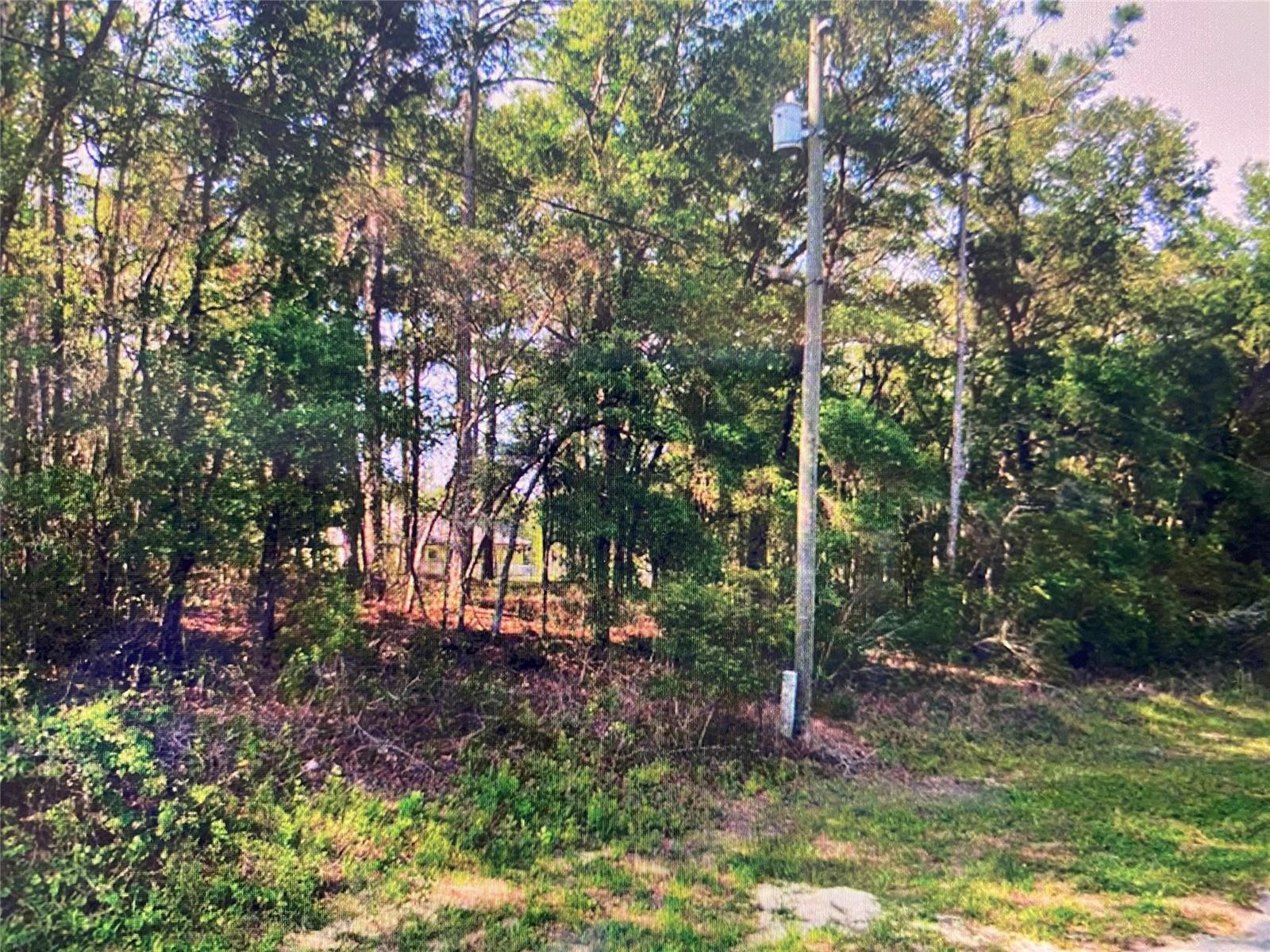 A utility pole stands in front of a wooded lot with dense trees and brush — 684 W Pitler Place, FL 34434, FL