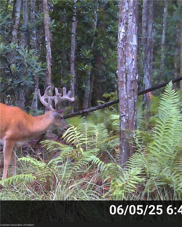 A deer with large antlers stands in a wooded area with ferns and pine trees — 12000 US-98, SEBRING, FL